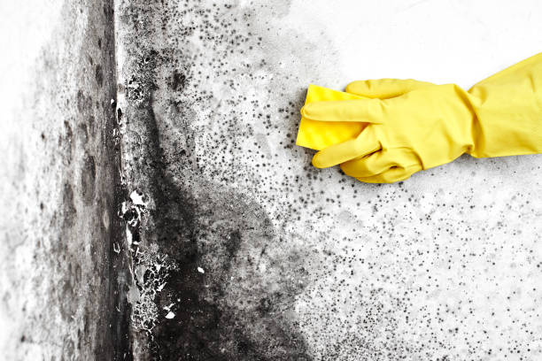 Best Airborne Mold Testing  in Forks, WA