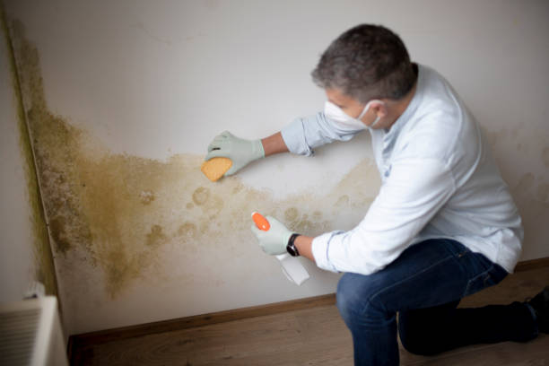 Best Industrial Mold Remediation  in Forks, WA