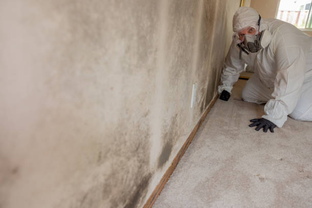 Best Mold Damage Restoration  in Forks, WA
